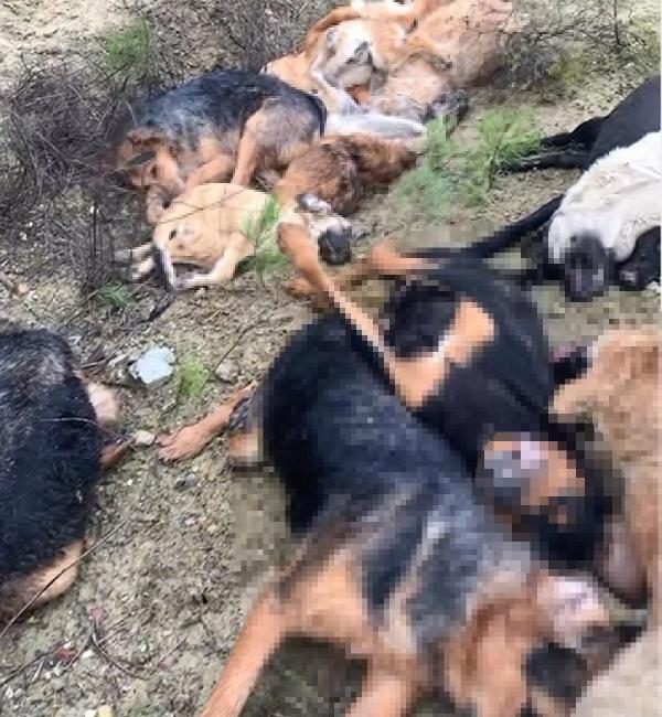 BİLECİK, (DHA)- BİLECİK Cumhuriyet Başsavcılığı, 14 köpeğin ölü bulunmasına ilişkin