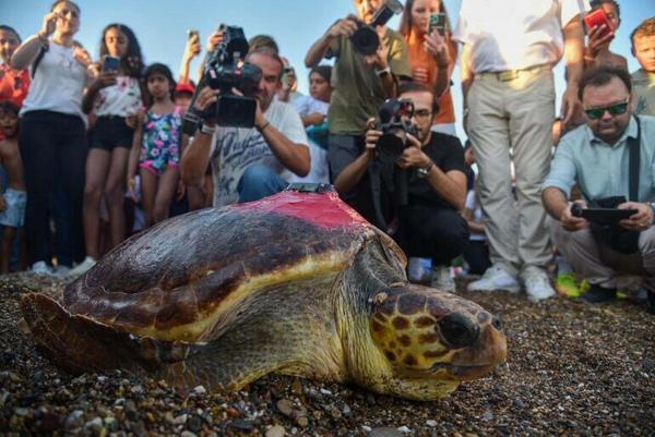Cavit AKGÜN/MUĞLA, (DHA)- ANTALYA’da bitkin halde sahile vurup, tedavisi sonrası