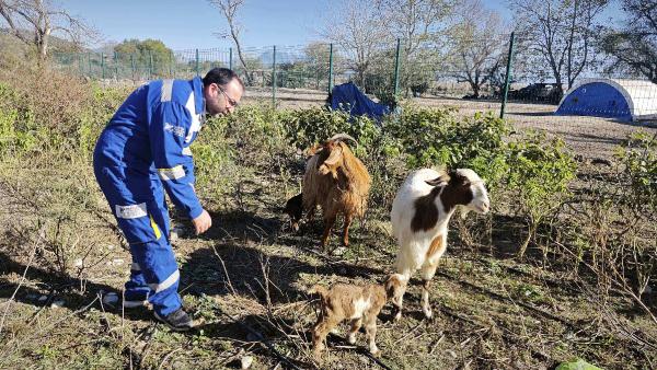 İbrahim EMÜL/OSMANİYE, (DHA) -OSMANİYE’de, doğuştan memeleri olmayan keçinin dünyaya getirdiği