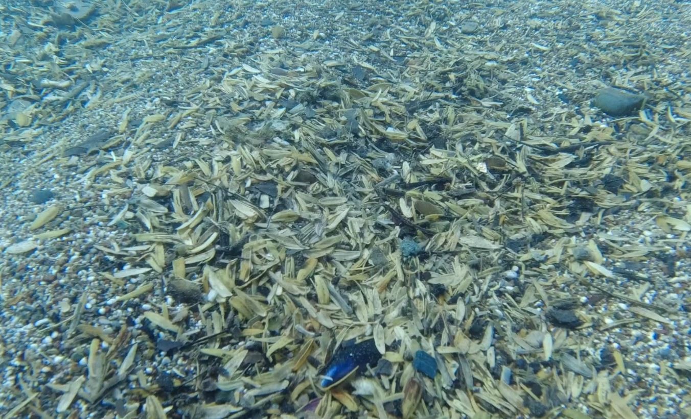 dunyaca unlu sahilde denizin alti cekirdek kabugu tarlasina dondu 4e3b050