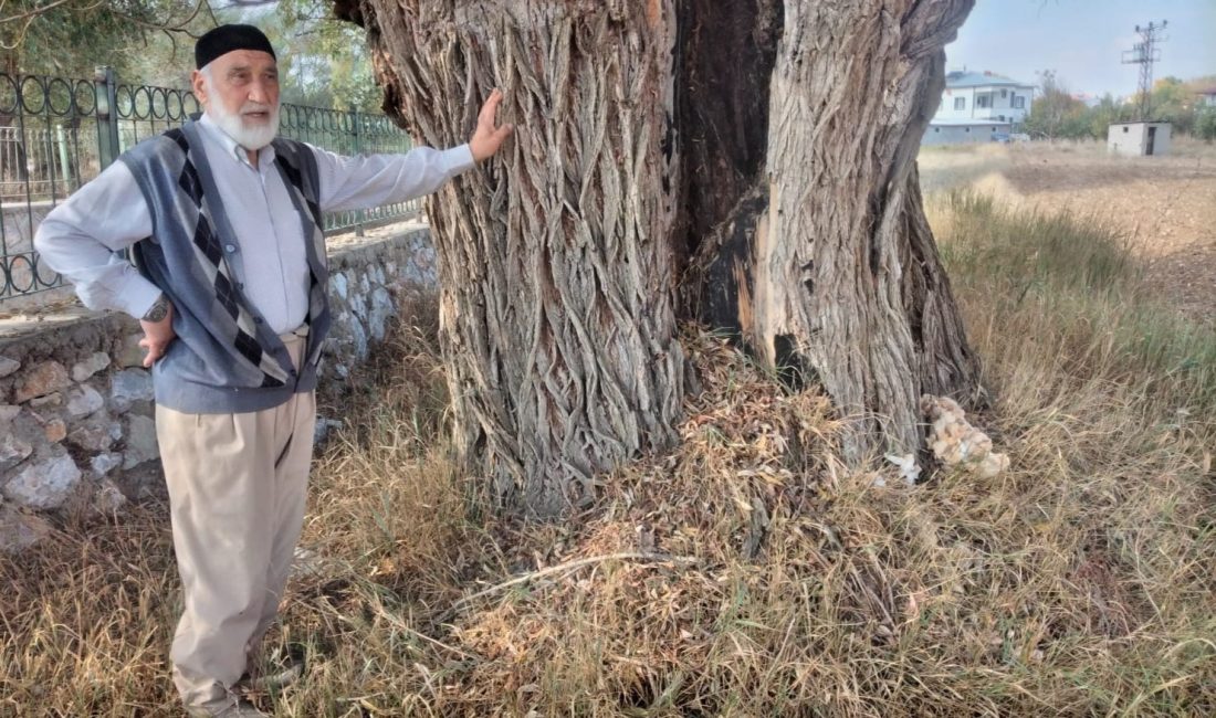 KAHRAMANMARAŞ'TA 250 YILLIK SÖĞÜT