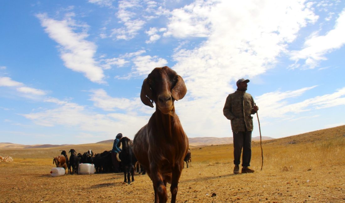 KAHRAMANMARAŞ'TA KIŞ AYININ YAKLAŞMASIYLA BİRLİKTE YAYLAYA ÇIKAN ÇOBANLAR TEKRARDAN YUVALARINA
