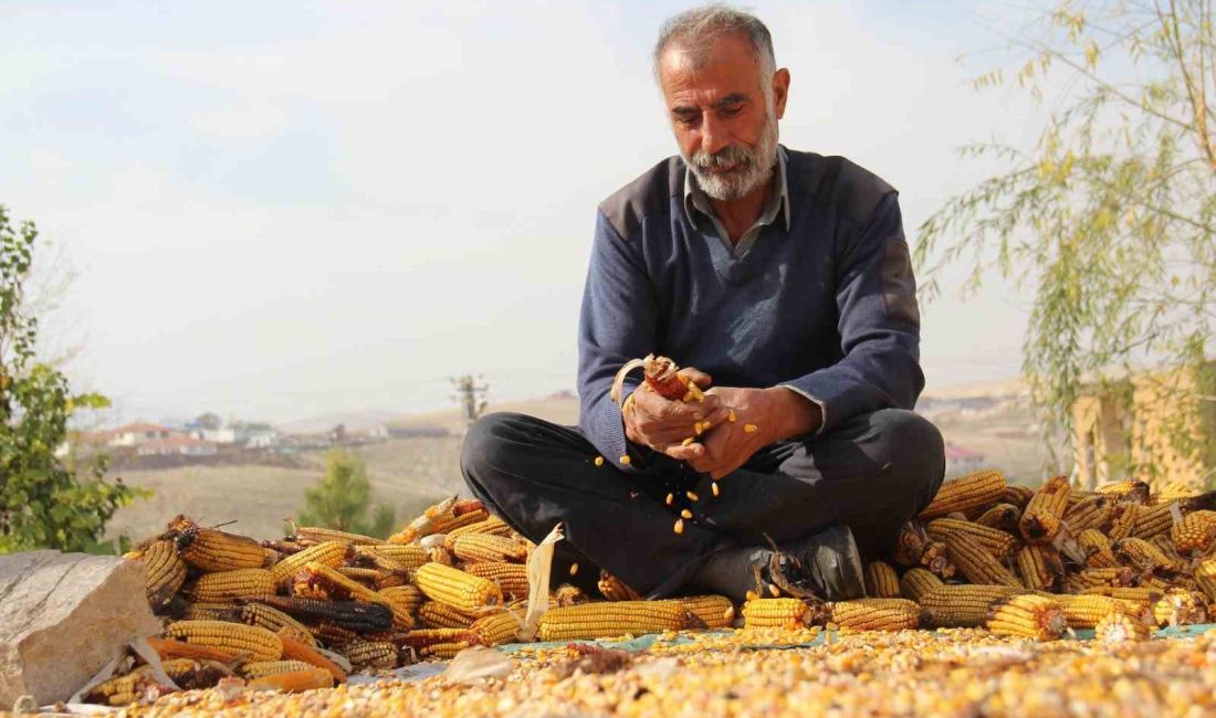 KAHRAMANMARAŞ'TA MISIR HASATININ SONA