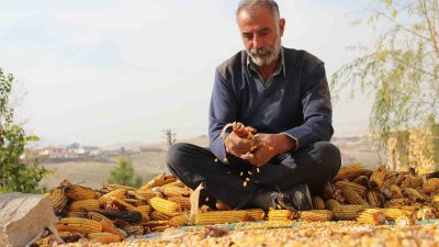 KAHRAMANMARAŞ'TA MISIR HASATININ SONA ERMESİNİN ARDINDAN PATLAK VE YEMLİK MISIRLARIN