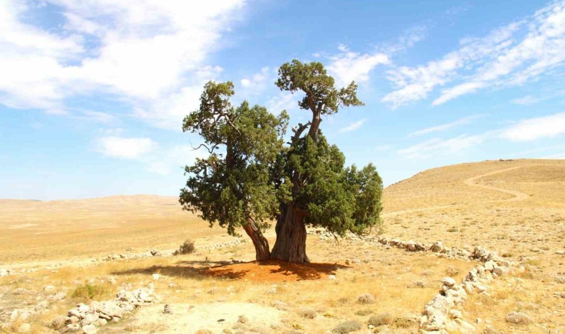 KAHRAMANMARAŞ'TA YAKLAŞIK 7 ASIRLIK