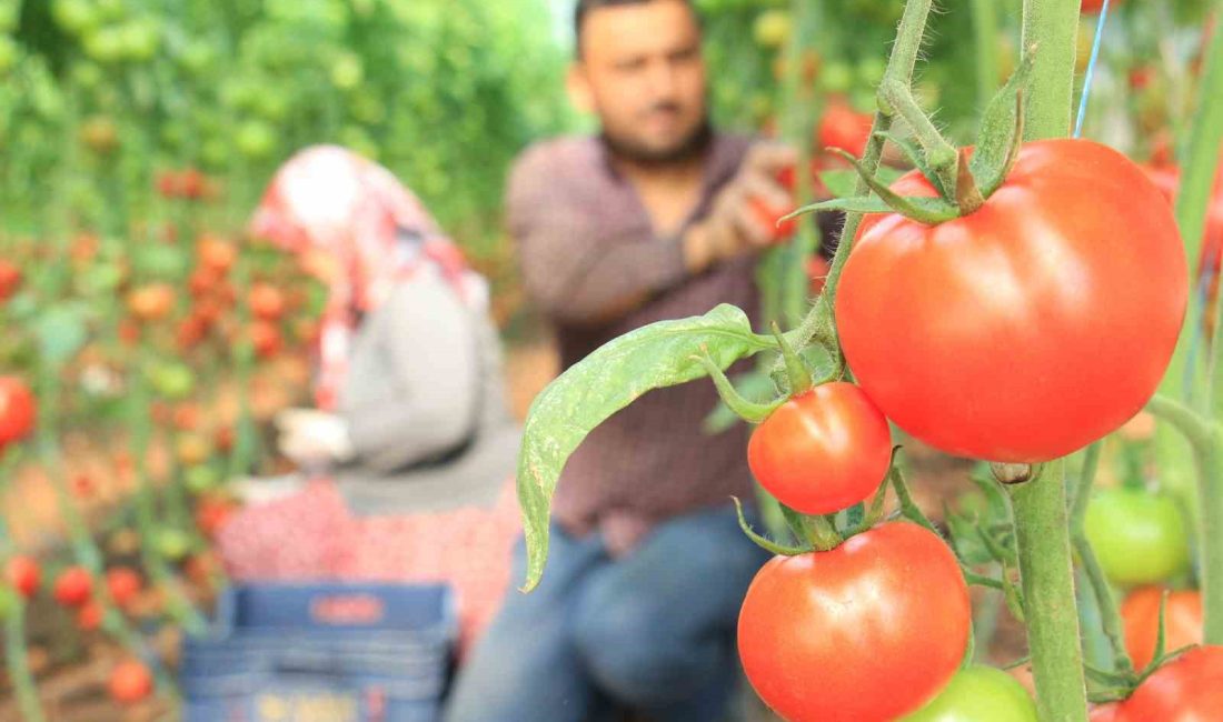 TÜRKİYE'NİN YAŞ SEBZE VE