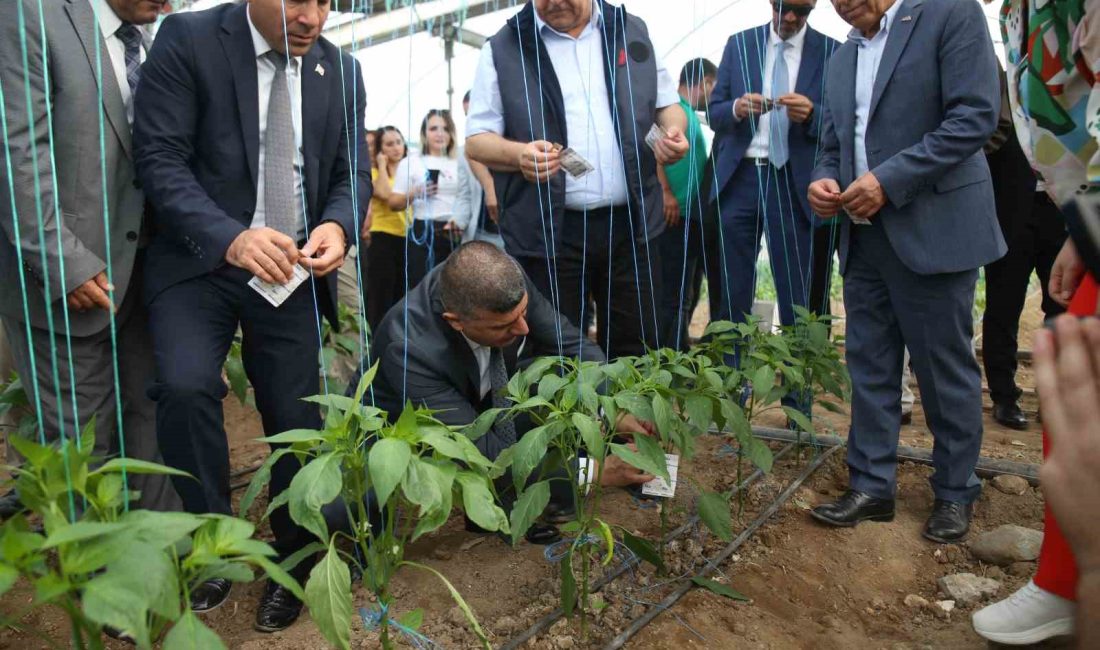 MERSİN'DE ÖZELLİKLE SEBZE ÜRETİMİNDE