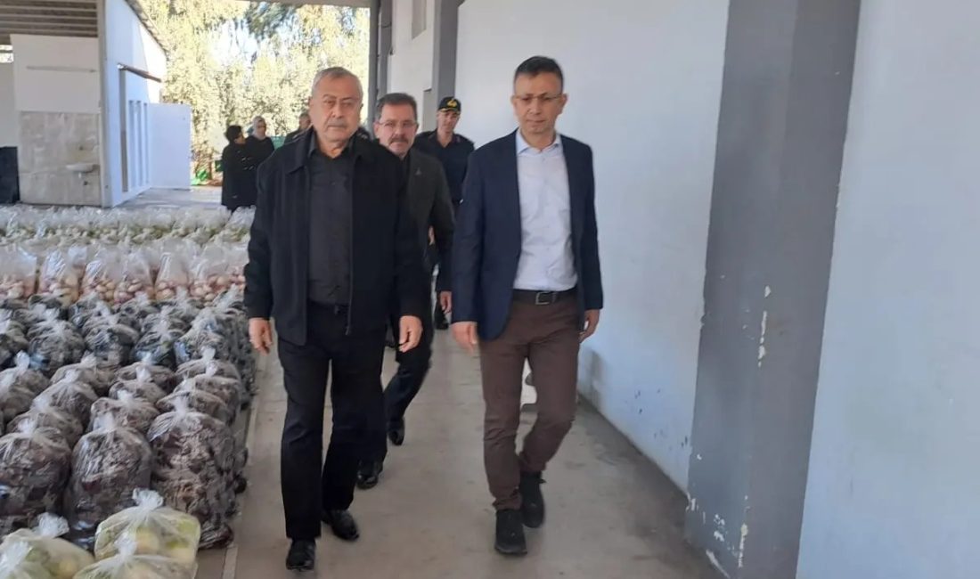 Kadirli’de   coğrafi işaretli ürünü  Kadirli Turpu yetiştiriciliği ekonomisinde önemli bir