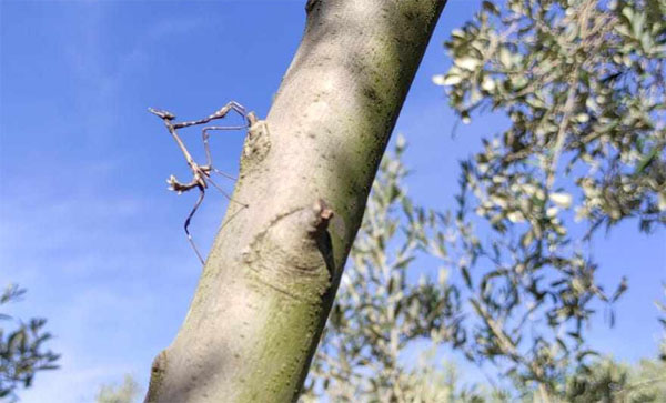 PEYGAMBER DEVESİ RENGİNİ ALDIĞI AĞAÇTA GÖRÜNTÜLENDİ 1 PPP