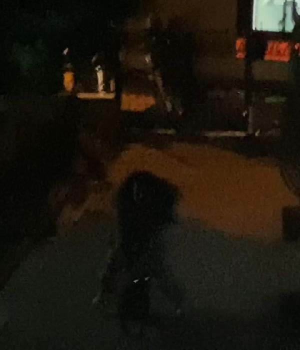 Beylikdüzü'nde Pitbull gerginliği; 2 çocuk yaralandı Beylikdüzü'nde Pitbull gerginliği; 2 çocuk yaralandı