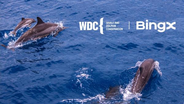 İSTANBUL, (DHA)- Kripto para borsası BingX’in hayırseverlik kolu olan BingX