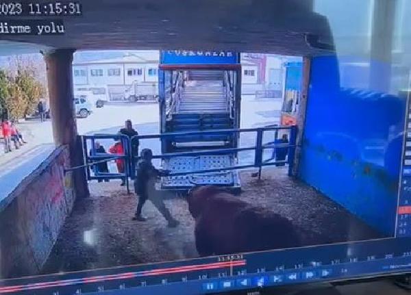 Şerife Serap KARA/AMASYA, (DHA)- AMASYA’da mezbaha çalışanı Kadir Bilen (58), boğanın