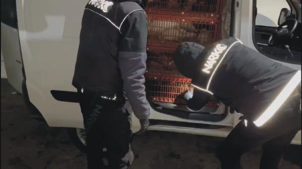 İbrahim EMÜL/OSMANİYE, (DHA)- OSMANİYE’de canlı tavuk taşıyan hafif ticari araçta