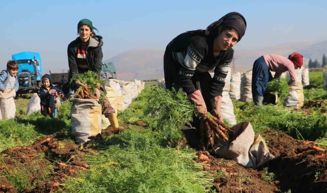 HATAY’IN BEREKETLİ TOPRAKLARINDA HAVUCUN SÖKÜM AŞAMASINA GELMESİYLE BİRLİKTE TARIM İŞÇİLERİNİN