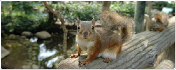 Beril SÖNMEZ, (DHA) – Japonya’nın Inokashira Hayvanat Bahçesi’nde bakımı yapılan