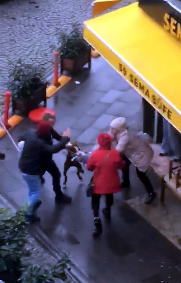 kucagindaki kopege pitbull saldirdi o anlar kamerada 408e3af