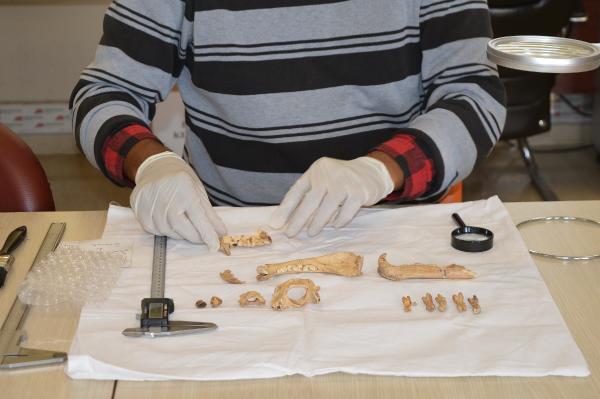 mardinde bicak kesigi olan anadolu parsi ve yavrusuna ait 1500 yillik kemikler bulundu a612dec