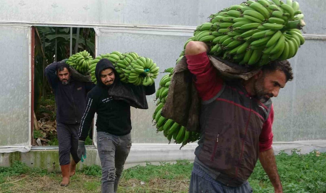 TÜRKİYE'NİN MUZ İHTİYACININ 