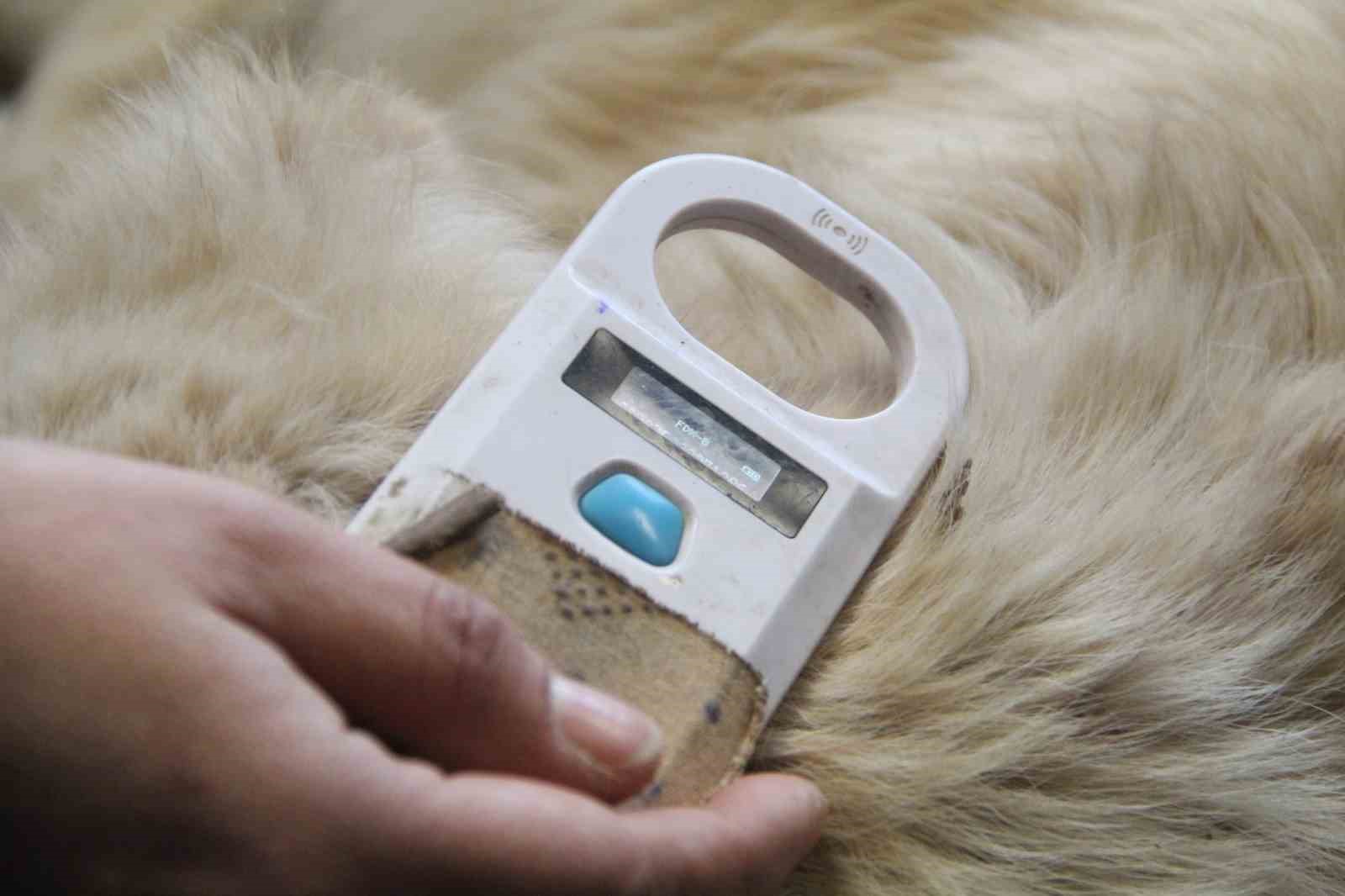 sahiplendikleri hayvanlari sokaga birakanlara cipli takip 0680a69