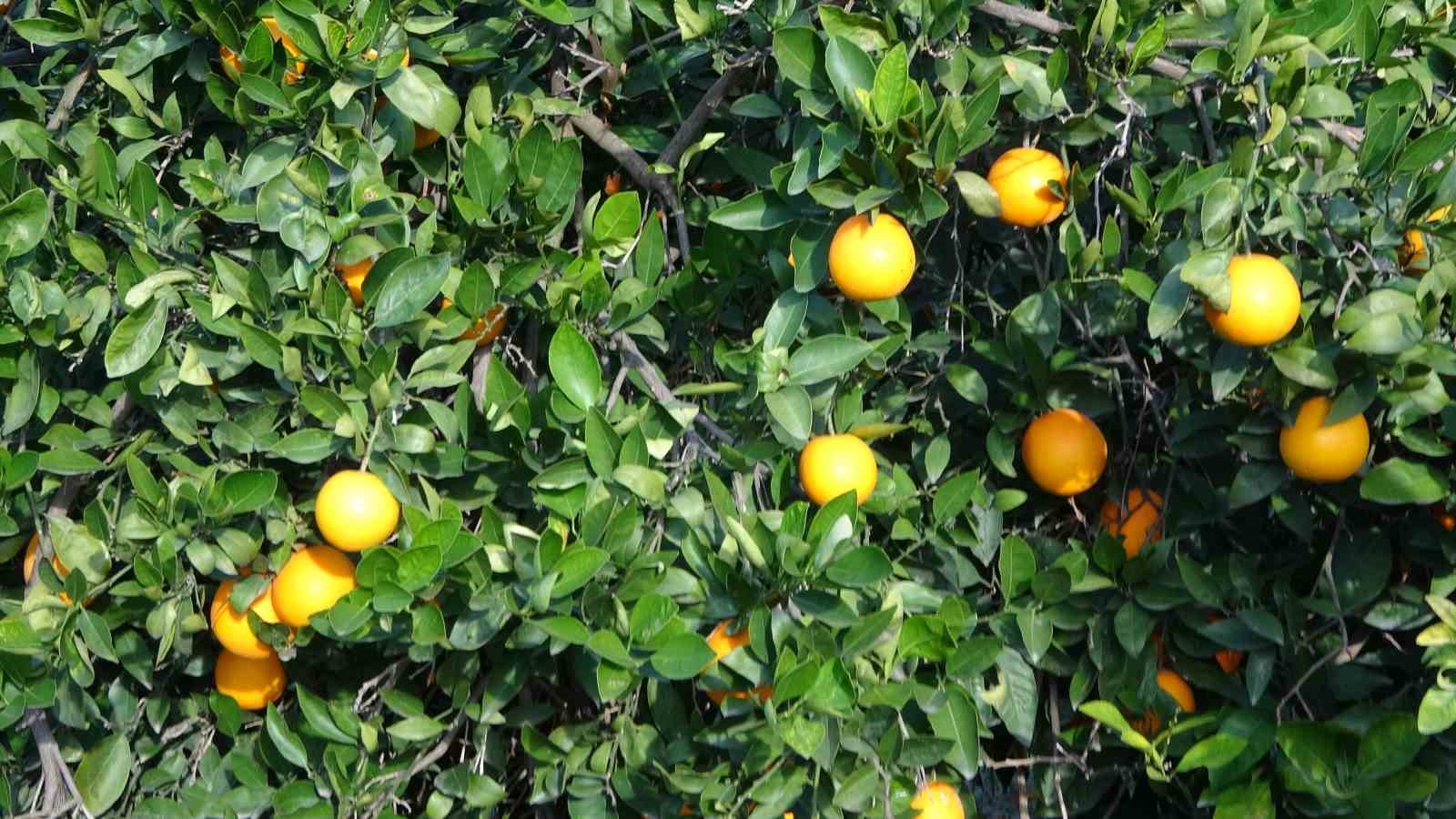 bahcede 3 tl markette 45 tl 0e7bafa