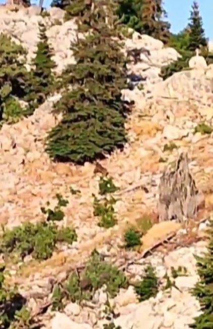 KAHRAMANMARAŞ’IN GÖKSUN İLÇESİNİN DAĞLIK ALANLARINDA DOLAŞAN ANNE AYI VE İKİ