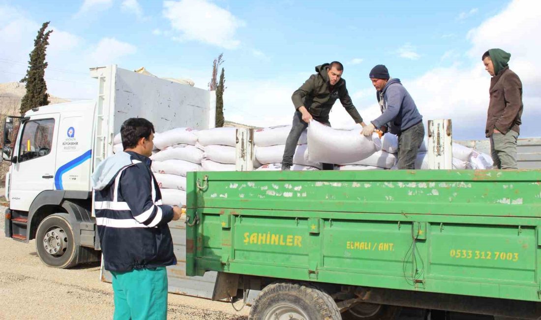 ANTALYA BÜYÜKŞEHİR BELEDİYESİ, BÜYÜKBAŞ HAYVAN YETİŞTİRİCİLERİNE YÜZDE 15 HİBELİ YEM