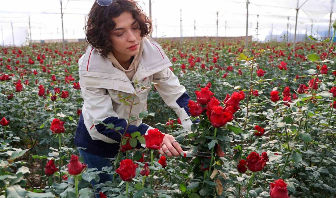 ADANA’DA HASADI DEVAM EDEN GÜL, REKOLTE VE FİYATIYLA ÜRETİCİLERİ MEMNUN