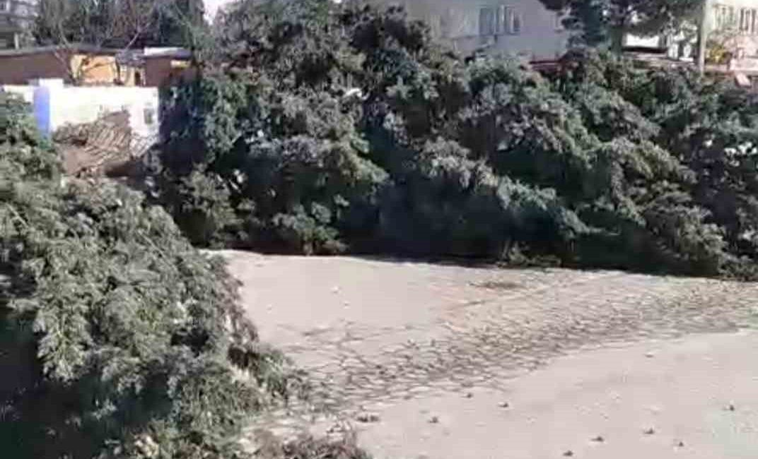KAHRAMANMARAŞ'TA ŞİDDETLİ RÜZGAR VE FIRTINA, İKİ AĞACI KÖKÜNDEN SÖKEREK YOLA