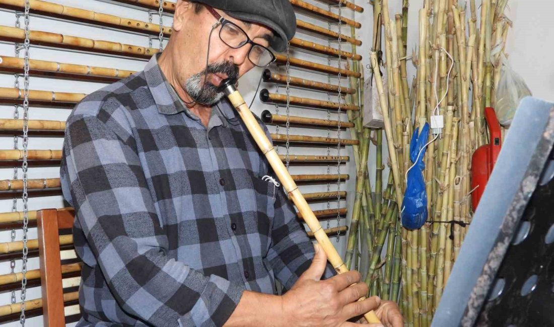 HATAY'IN SAMANDAĞ İLÇESİNDE DOĞAL YETİŞEN KAMIŞLAR, ÖZENLE TEK TEK TOPLANARAK