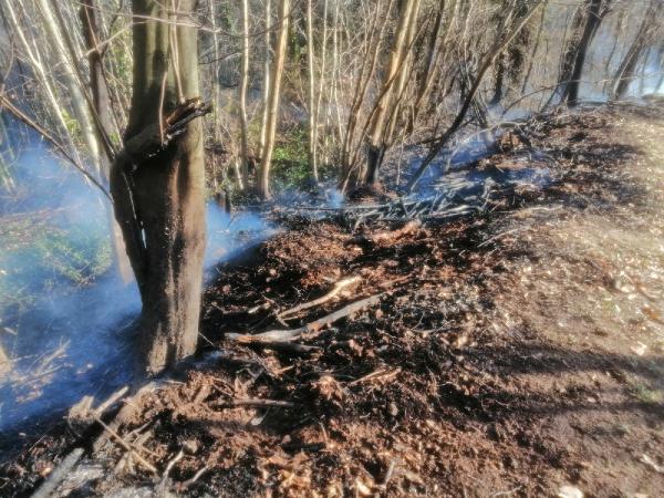 Sakarya'da ormanda yangın (2)