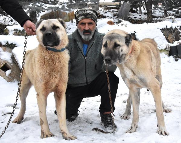 Hüsnü Ümit AVCI/SİVAS, (DHA)- SİVAS’ta, yüksek kesimlerdeki kar yağışı sonrası hava