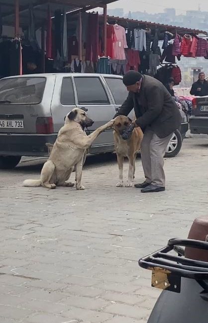 KAHRAMANMARAŞ’TA YAŞLI BİR VATANDAŞIN, SOKAK KÖPEKLERİ İLE YAPTIĞI SOHBET ÇEVREDEKİ