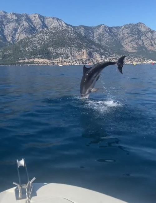 ANTALYA'NIN KEMER İLÇESİNDE BALIK AVINA ÇIKANLAR, TEKNELERİNİN YANINDA YÜZEN YUNUS