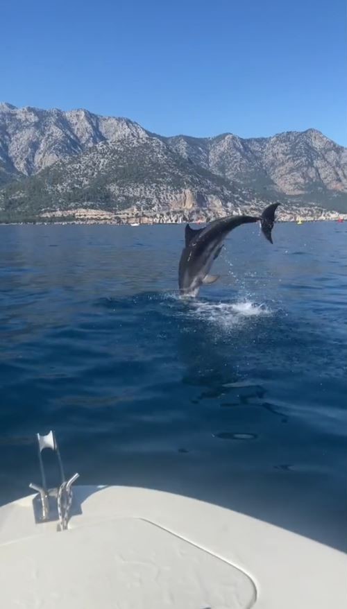 Yunus balığının balıkçılara görsel şöleni 1 yunus baliginin balikcilara gorsel soleni b4bb284