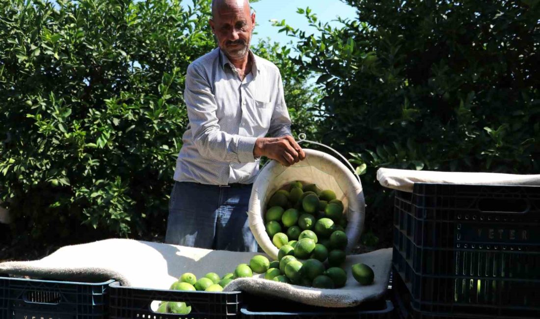 DÜNYADA 33 ÜLKEDE GÖRÜNEN NARENCİYEDE YEŞİLLENME HASTALIĞI İÇİN 3 MİLYON