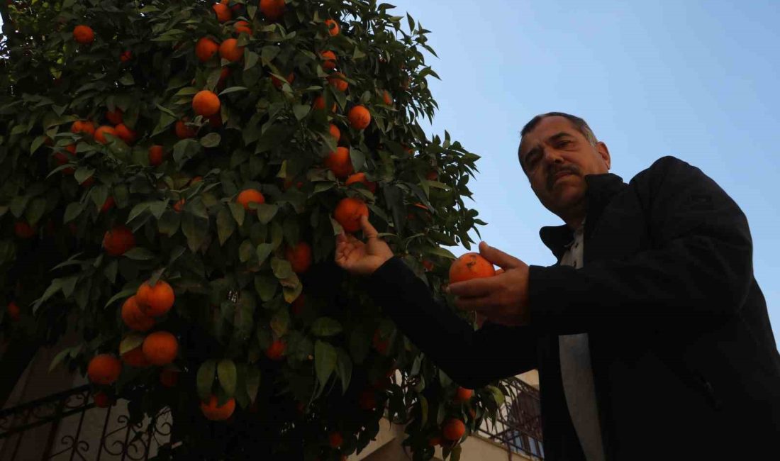 DEPREMİN VURDUĞU HATAY’DA YIKILAN EVLERİN BAHÇELERİNDEKİ NARENCİYELER, İNSAN YAŞANTISININ AZ