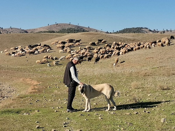 Depremin merkez üssü Kahramanmaraş’ta 200 bin yeni yavru dünyaya geldi.
