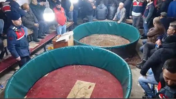 Ramazan ÇETİN/DENİZLİ, (DHA)- DENİZLİ’nin Pamukkale ilçesinde, horoz dövüşü yaptırıldığı ihbarıyla