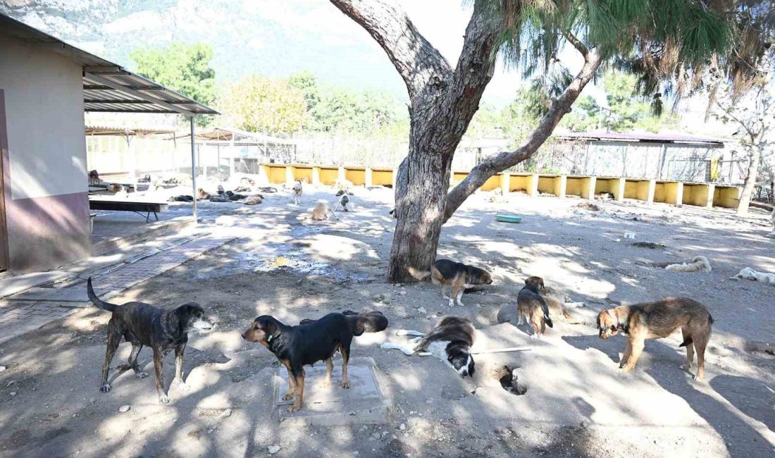 KEMER BELEDİYESİ SAĞLIK İŞLERİ MÜDÜRLÜĞÜ’NE BAĞLI KEMER BELEDİYESİ HAYVAN BARINDIRMA