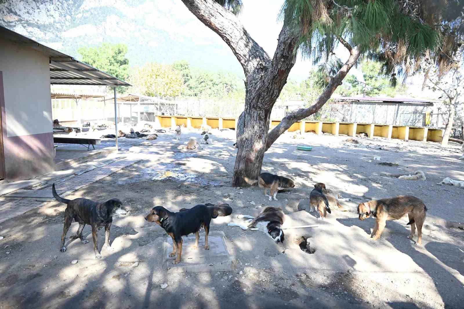 Kemer’de ocak ayında 229 hayvan kısırlaştırıldı