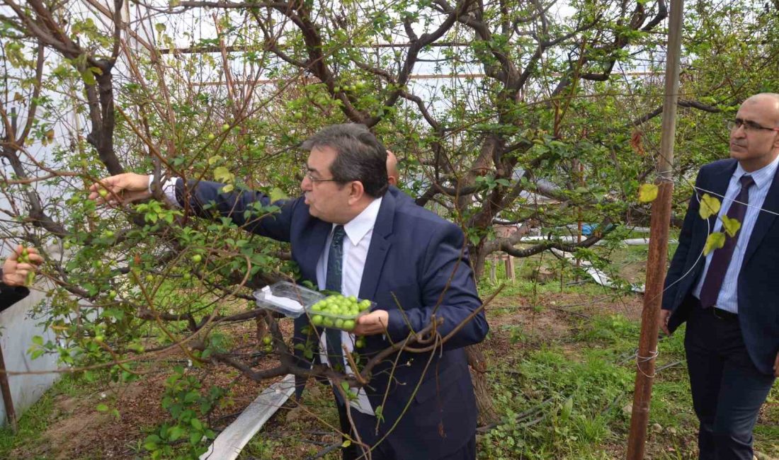 MERSİN’İN MUT İLÇESİNDE ÖRTÜ