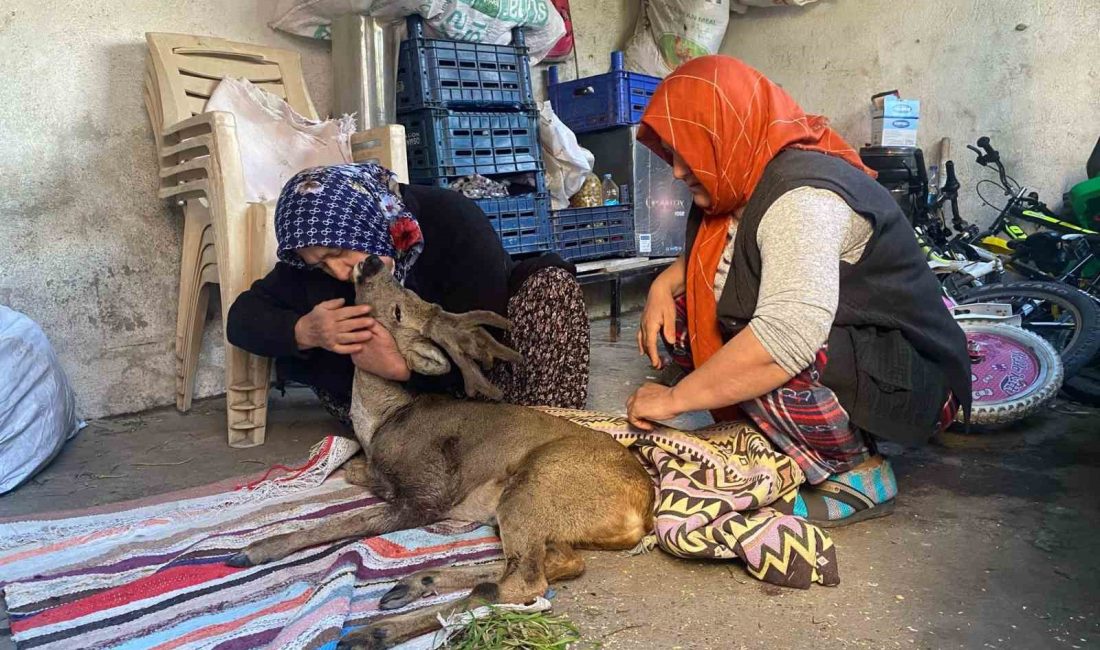 KÖPEKLERİN SALDIRDIĞI KARACA TEDAVİ ALTINA ALINDI