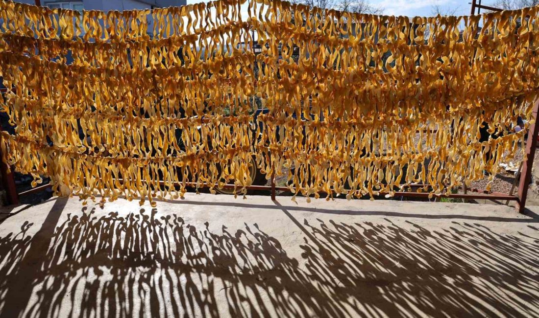 ADANA’NIN KOZAN İLÇESİNDE BU YIL DALINDA KALAN VE PARA ETMEYEN