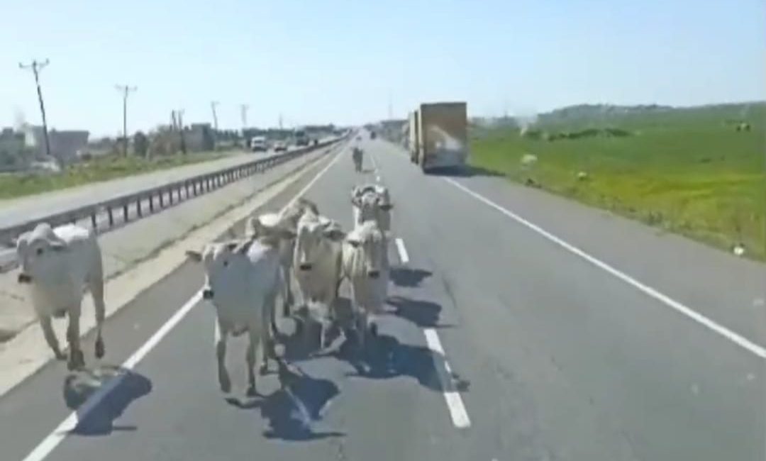 Ahmet AKKUŞ/ NUSAYBİN (Mardin), – MARDİN’in Nusaybin ilçesinde, büyükbaş taşıyan