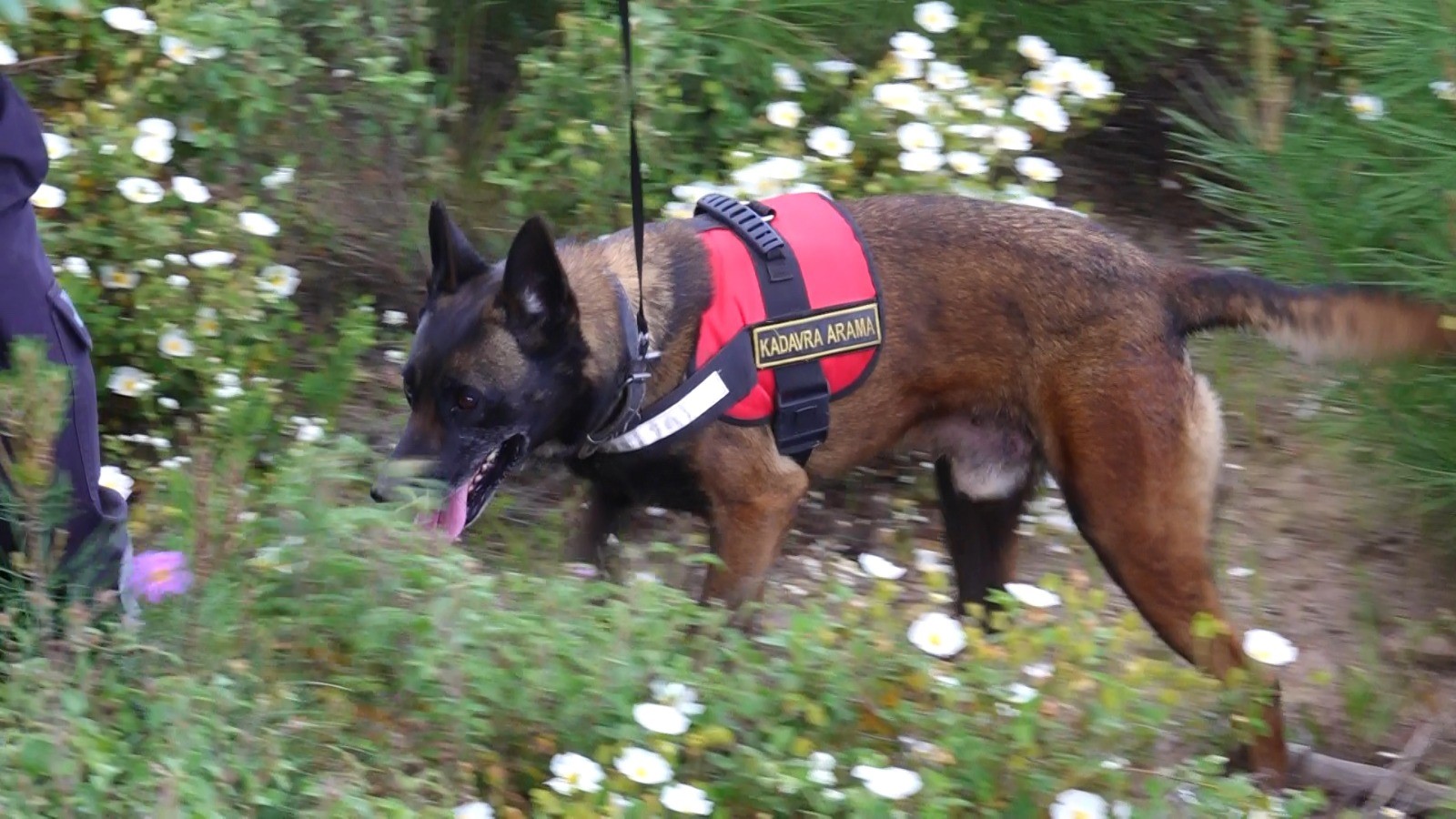Korhan Berzeg’i arama çalışmaları 315’inci günde sürdürülüyor; eğitimli köpek sayısı artırıldı (2)