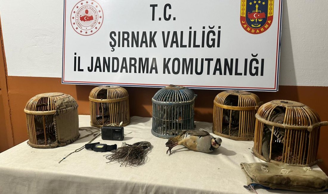 Sekvan KÜDEN/ŞIRNAK, – ŞIRNAK’ta jandarma ekiplerinin, kaçak avlanan 13 kınalı