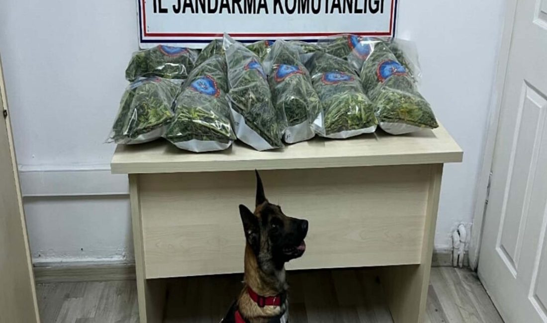 İzmir’de jandarmanın düzenlediği operasyonlarda narkotik köpeği ‘Aysar’ ile yapılan aramalarda