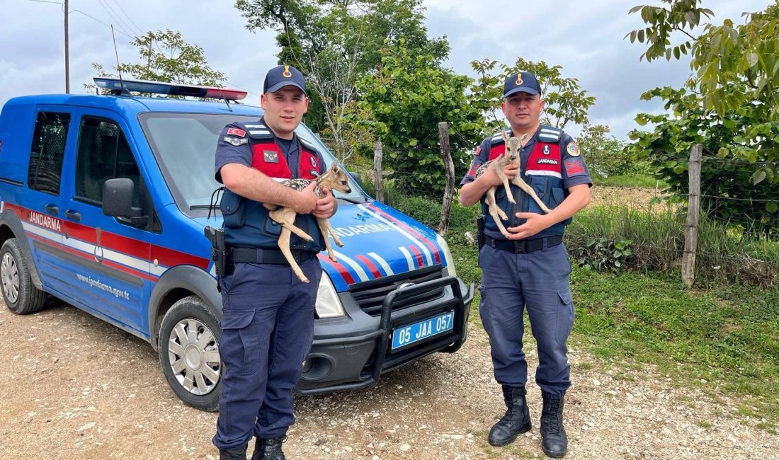 Amasya’nın Taşova ilçesinde jandarma ekipleri, Şeyhli köyünde devriye gezerken bitkin