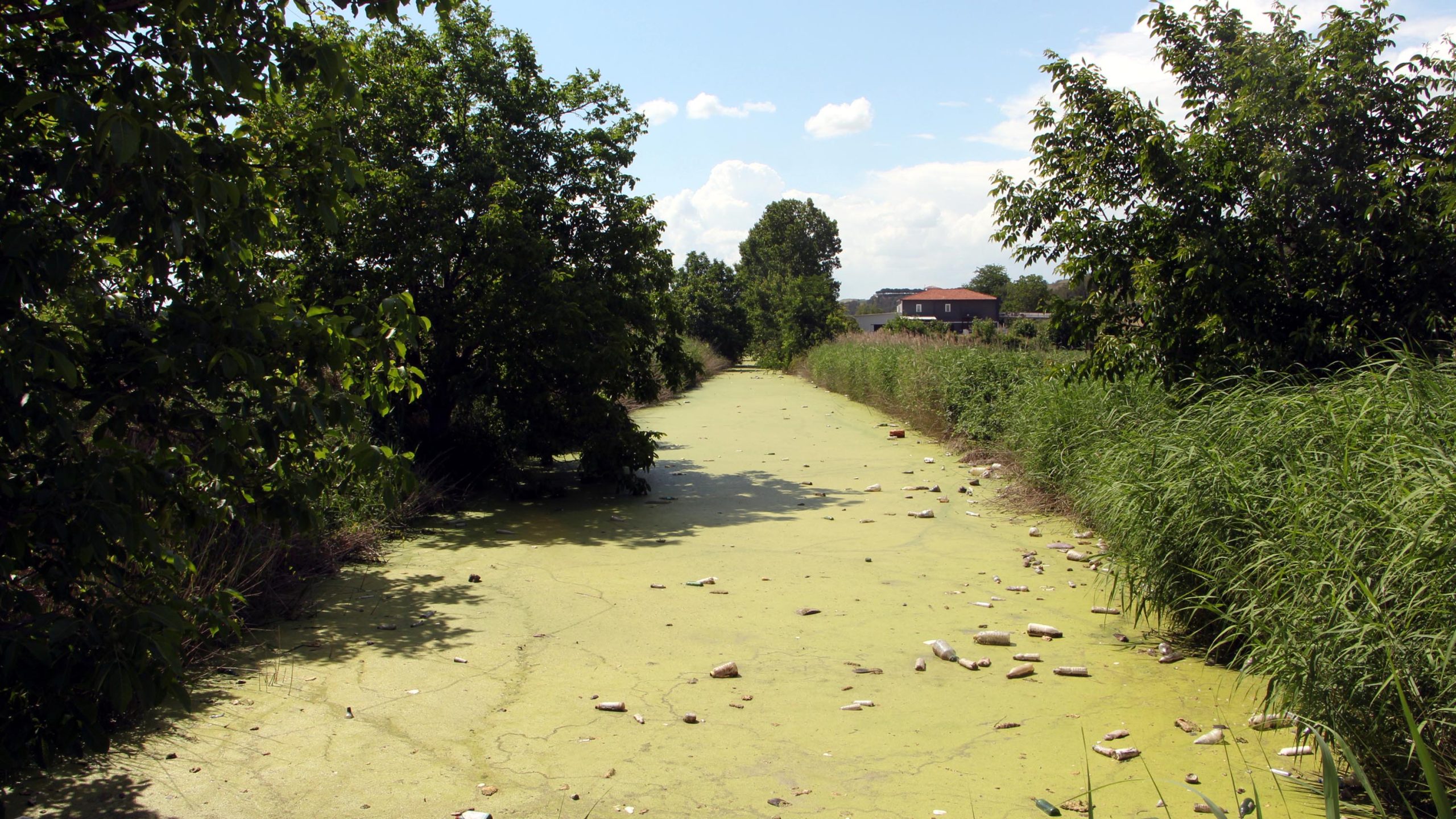 Edirne'de Bayır Deresi Kirlilik Nedeniyle Yeşile Büründü