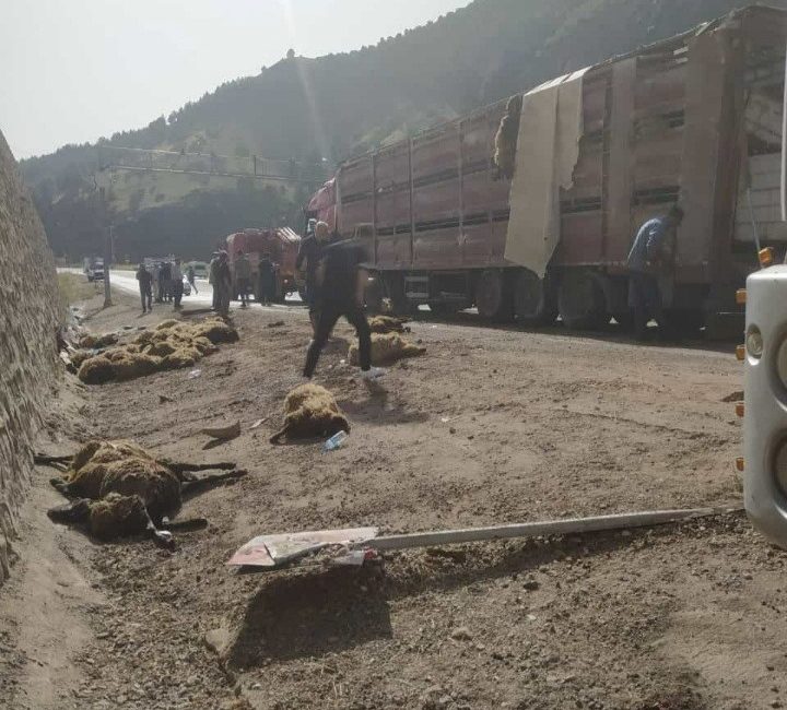Siirt’te Devrilen TIR’ın Dorsesi Boşaldı: Sürücü Yaralı, 100 Koyun Telef